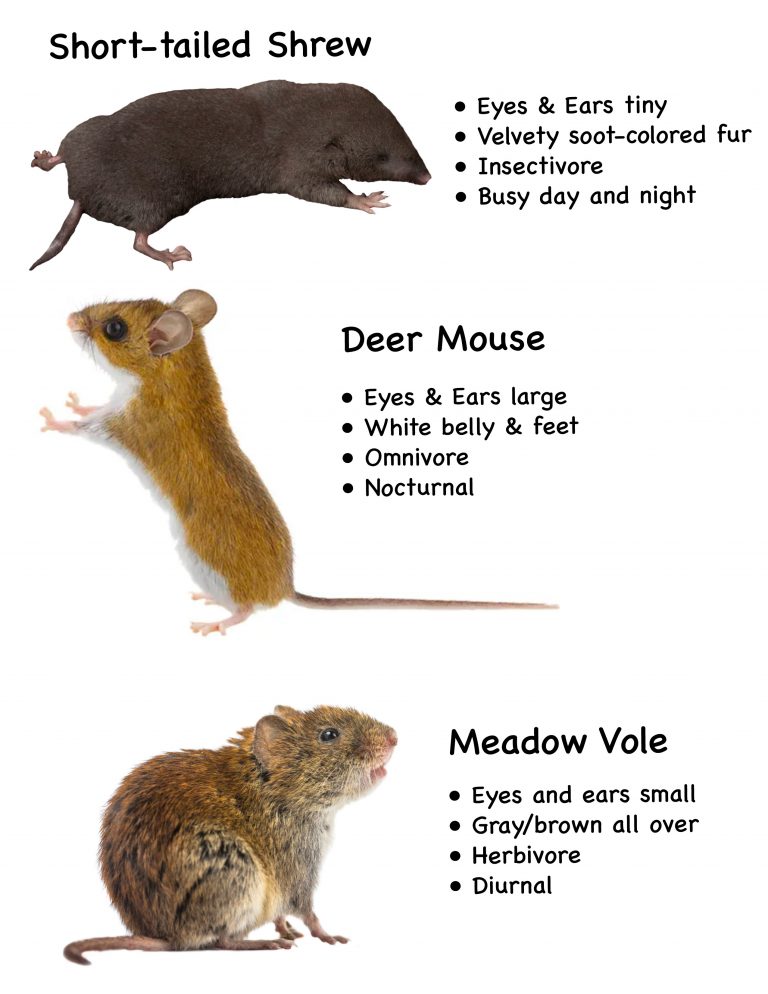 Difference Between Mice And Shrews