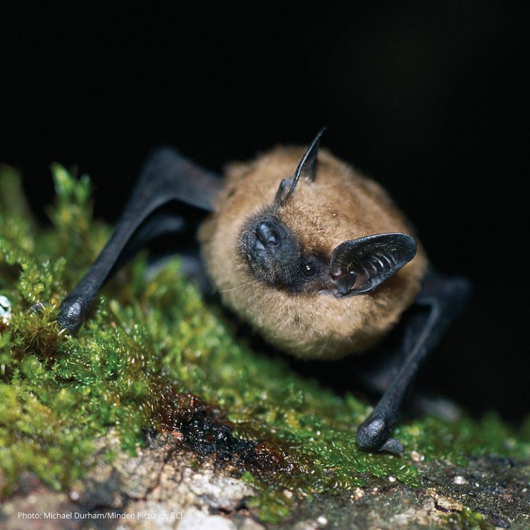 BigBrownBat-768x768